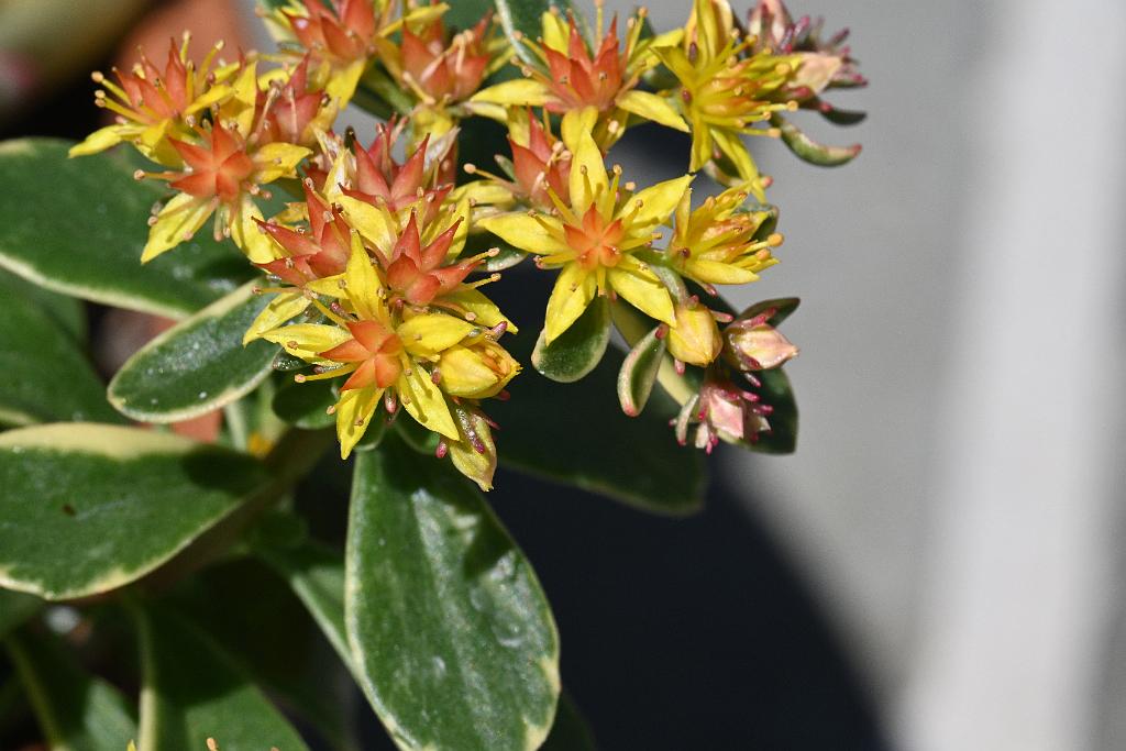 2025-08270176 Tower Hill Botanic Garden, MA.JPG - Orange Stonecrop (Sedum kamtschaticum). New England Botanic Garden at Tower Hill, MA, 8-27-2025